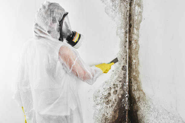 Best Toxic Mold Removal  in Fort Thomas, KY