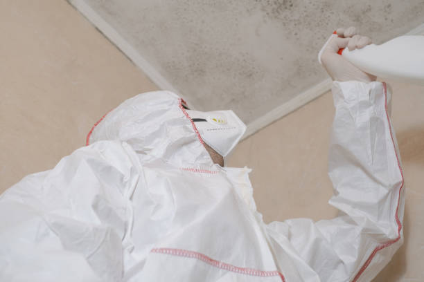 Mold Removal and Inspection in Fort Thomas, KY