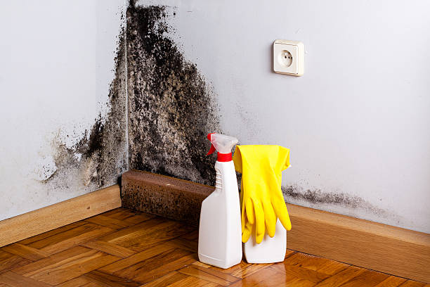 Best Mold Removal and Inspection  in Fort Thomas, KY